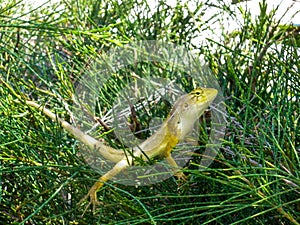 Vietnam gecko in deep bushes