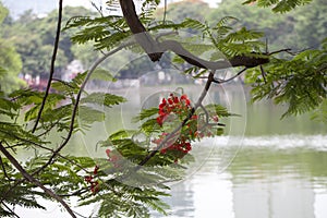 Vietnam. Hoan Kiem lake or Ho Guom, Sword lake, the center of Hanoi capital