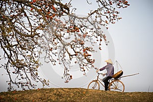 Vietnam landscape. Blossoming Bombax ceiba tree or Red Silk Cotton Flower with a woman cycling on countryside dyle
