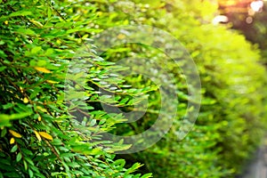 Vietnam Leaf - Flower growing in tropical garden.