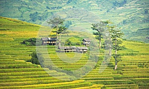 Vietnam Rice fields on terraced in rainny season