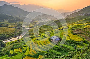 Vietnam Rice Paddy Field photo