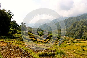 Vietnam rice paddy field