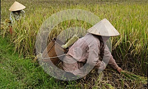 VIetnam - rural scene