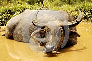 Vietnam, Sapa: water buffalo