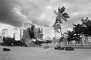 Vietnam. Seaside town, palm trees and clouds. Vietnamese round wicker boats on the shore. Black and white.