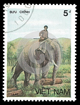 Asian Elephant