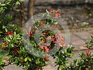 Vietnam, Thua Thien Hue Province, Hue City, listed at World Heritage site by Unesco, Blooming Bonsai at Forbidden City or Purple