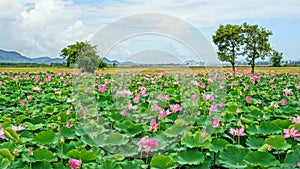 Vietnam travel, Mekong Delta, lotus pond