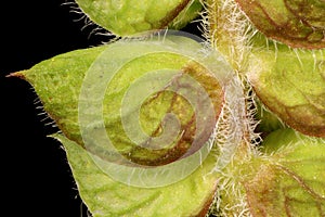 Vietnamese Balm Elsholtzia ciliata. Bracts Closeup