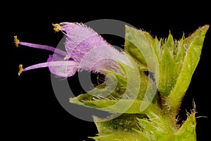 Vietnamese Balm Elsholtzia ciliata. Flower Closeup