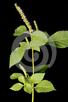 Vietnamese Balm (Elsholtzia ciliata). Habit