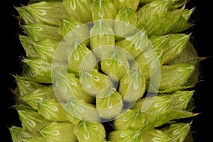 Vietnamese Balm (Elsholtzia ciliata). Immature Infructescence Detail Closeup