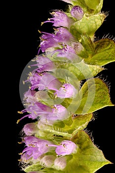 Vietnamese Balm Elsholtzia ciliata. Inflorescence Detail Closeup