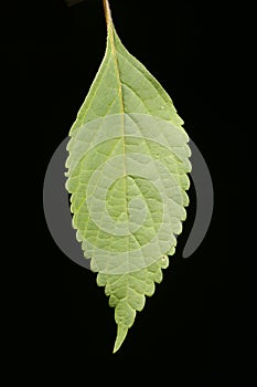 Vietnamese Balm (Elsholtzia ciliata). Leaf Closeup