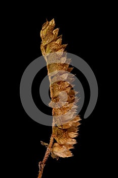 Vietnamese Balm (Elsholtzia ciliata). Mature Infructescence Closeup