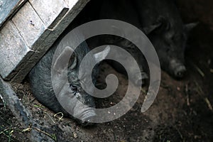 Vietnamese black bast-bellied pig. Herbivore pigs