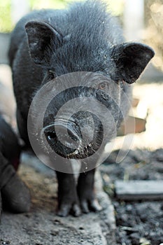 Vietnamese black bast-bellied pig. Herbivore pigs