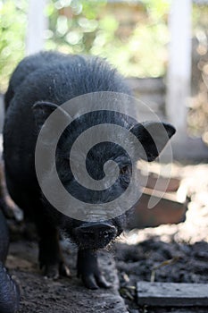 Vietnamese black bast-bellied pig. Herbivore pigs