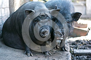 Vietnamese black bast-bellied pig. Herbivore pigs