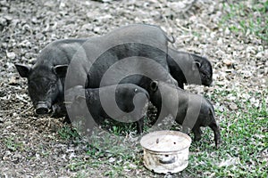 Vietnamese black bast-bellied pig. Herbivore pigs