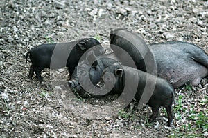 Vietnamese black bast-bellied pig. Herbivore pigs