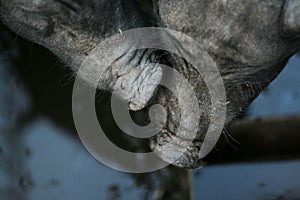 Vietnamese black bast-bellied pig. Herbivore pigs