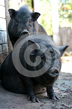 Vietnamese black bast-bellied pig. Herbivore pigs