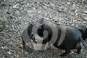 Vietnamese black bast-bellied pig. Herbivore pigs