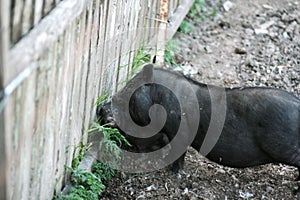 Vietnamese black bast-bellied pig. Herbivore pigs