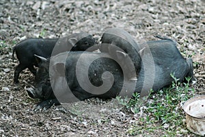 Vietnamese black bast-bellied pig. Herbivore pigs