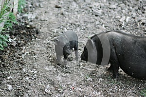 Vietnamese black bast-bellied pig. Herbivore pigs