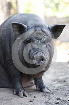 Vietnamese black bast-bellied pig. Herbivore pigs a