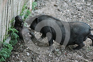 Vietnamese black bast-bellied pig. Herbivore pigs A