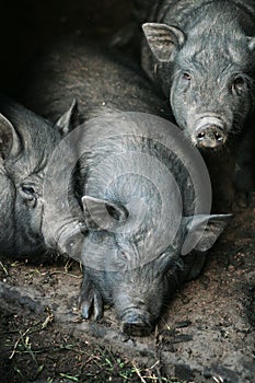 Vietnamese black bast-bellied pig. Herbivore pigs
