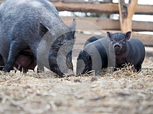 Vietnamese black pigs on a farm run. Little pigs