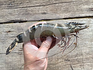 The Vietnamese black tiger shrimp, Penaeus monodon