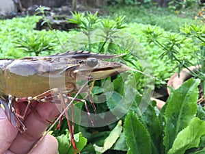 The Vietnamese black tiger shrimp, Penaeus monodon