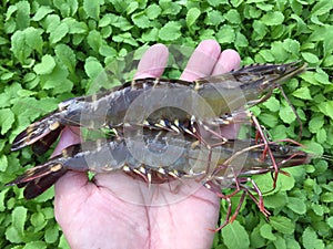 The Vietnamese black tiger shrimp, Penaeus monodon