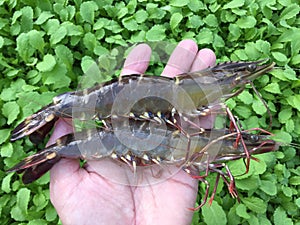 The Vietnamese black tiger shrimp, Penaeus monodon