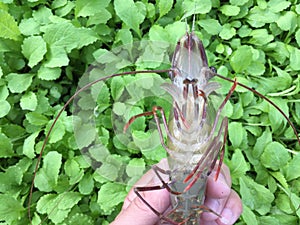 The Vietnamese black tiger shrimp, Penaeus monodon