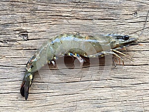 The Vietnamese black tiger shrimp, Penaeus monodon
