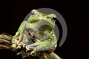 Vietnamese Blue (Gliding or Flying) Tree Frog (Polypedates denny