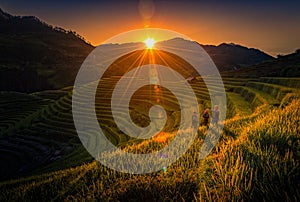 Vietnamese children walking home on harvest rice field at sunset in Mu Cang Chai, Yenbai, Vietnam.