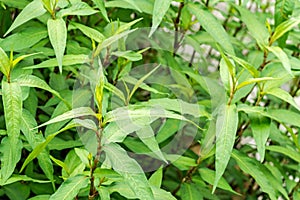 Vietnamese coriander garden photo