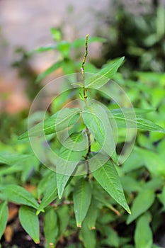 Vietnamese coriander,green Vietnamese coriander,herb