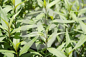 Vietnamese coriander (Persicaria odorata).