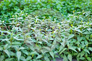 Vietnamese Coriander Persicaria odorata growing in vegetable farm garden background