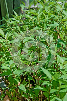 Vietnamese corriander