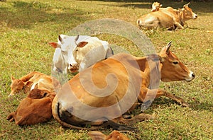 Vietnamese cow on pasture lay with culf